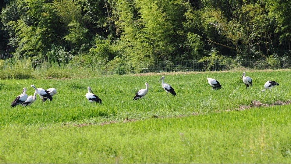 コウノトリ