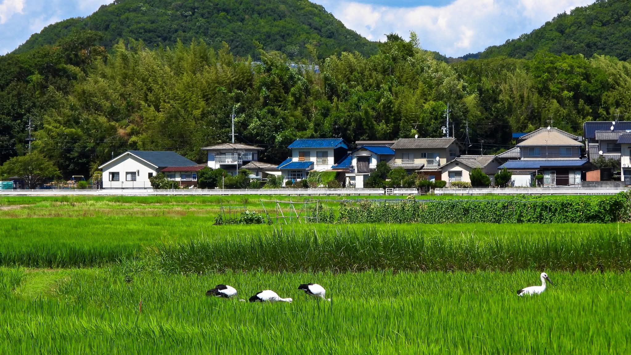 コウノトリ