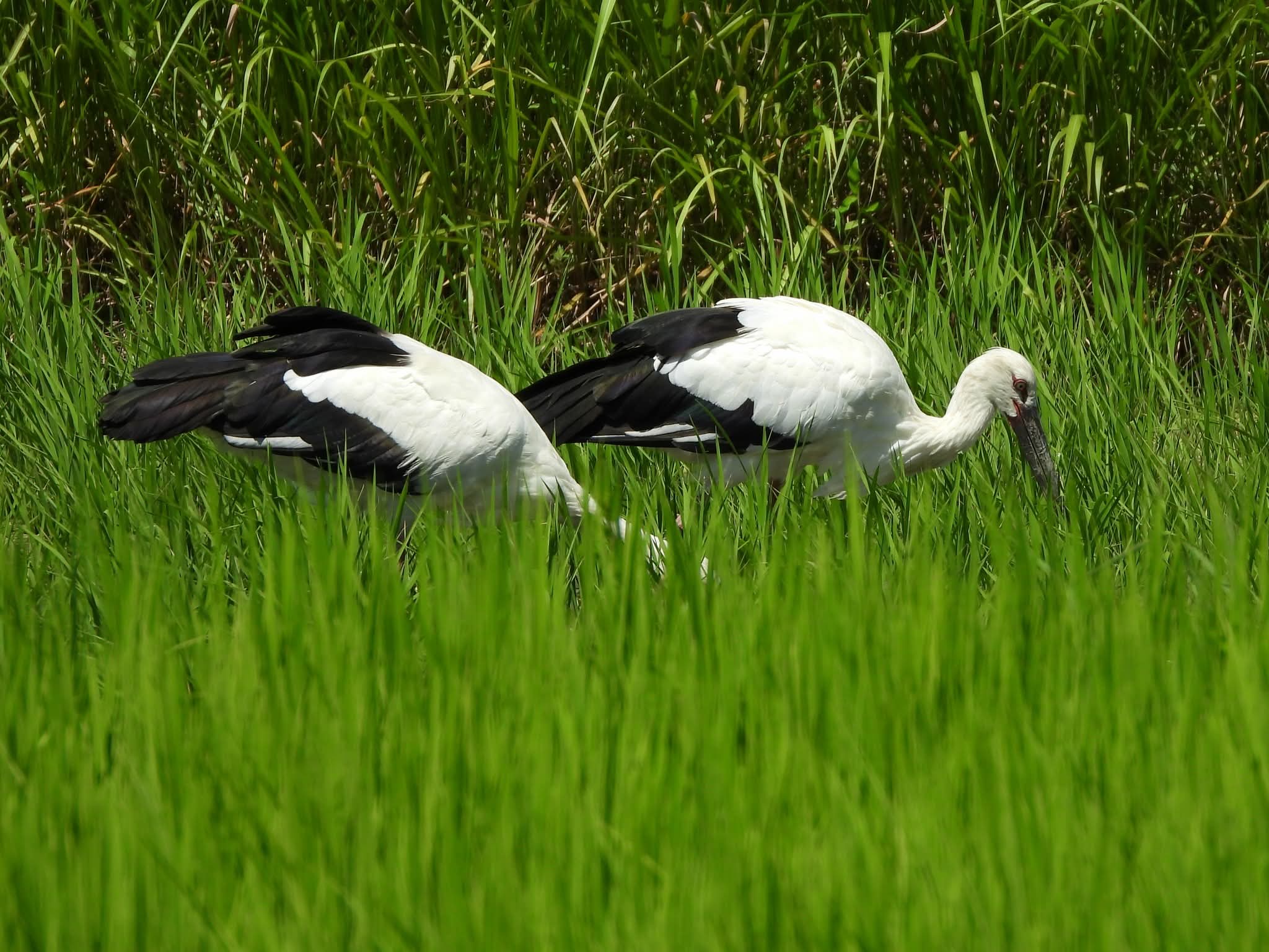コウノトリ
