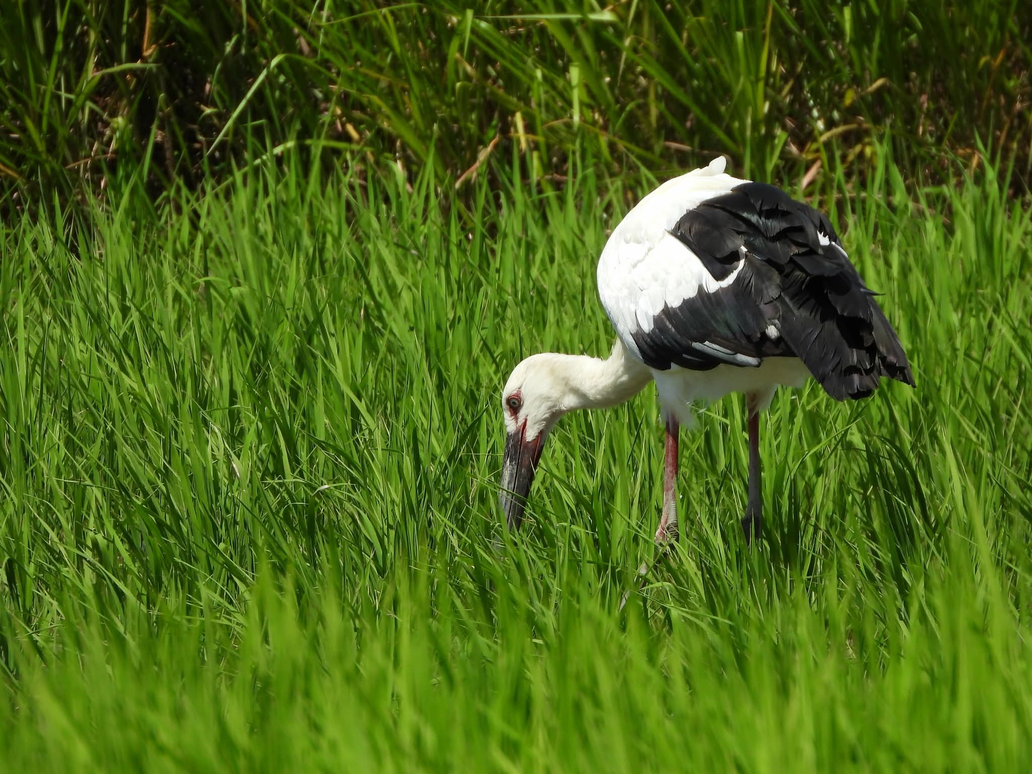 コウノトリ
